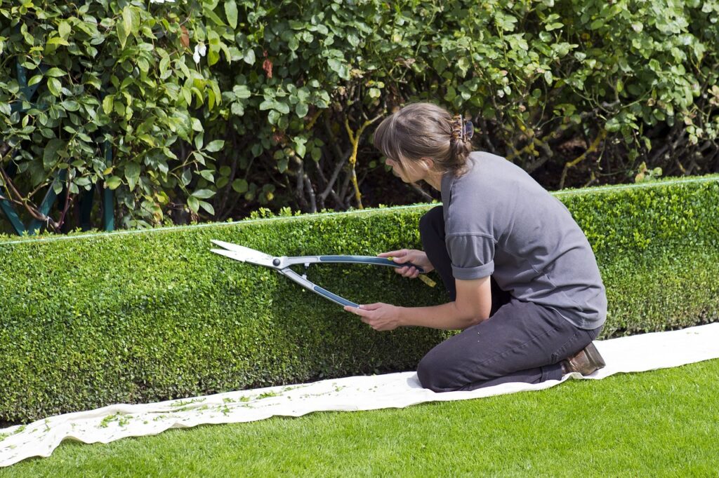 box hedge topiary, shears, gardener-869073.jpg